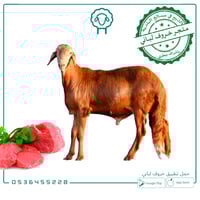 سواكني جذع - كبير