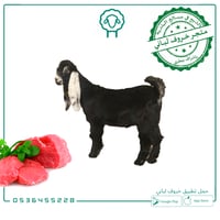 تيس بلدي لباني