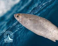 ميد ( عماني )