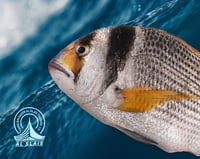 فسكر وسط ( بلدي )