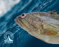 بغل هامور أصفر ( عماني )