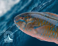 حريد - قيون وسط ( عماني )