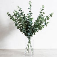 غصم اوكاليبتوس كبير شبه الطبيعي