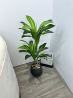 شجره مركن سراميك