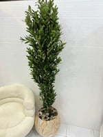 شجر مركن سراميك