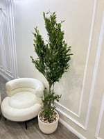 شجر مركن سراميك