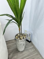 شجرة مركن سراميك