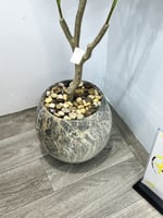 شجرة مركن سراميك