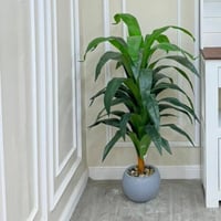 شجرة حوض سراميك