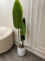 شجرة بحوض سراميك