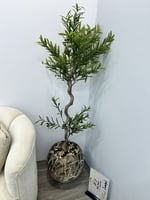 شجرة مركن سراميك زيتونه