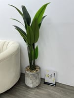 شجرة مركن سراميك