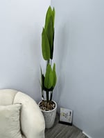 شجرة مركن سراميك