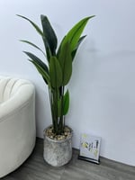 شجرة مركن سراميك