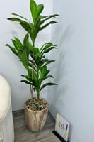 شجرة مركن سراميك