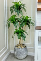 شجر حوض سراميك