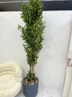 شجرة مركز سراميك