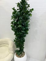 شجرة مركن سراميك