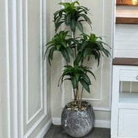 شجر حوض سراميك