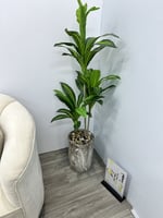 شجره مركن سراميك