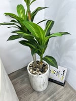 شجره مركن سراميك