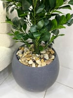 شجرة مركن سراميك