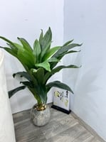 شجرة مركن سراميك