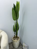 شجرة مركن سراميك