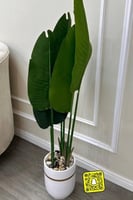 شجرة بحوض سراميك