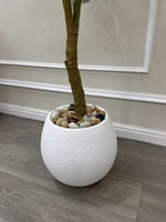 شجرة الزيتون