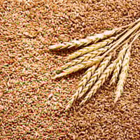 بر معيا 1 كجم