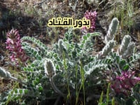 بذور القتاد ( 7 بذرات )