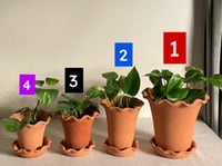 مراكن ( اصيص ) فخار مزركش