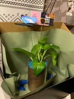 نبتة البوتس