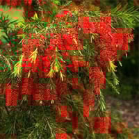 بذور فرشاة‬ ‫الزجاج‬ ‫- Callistemon Viminalis
