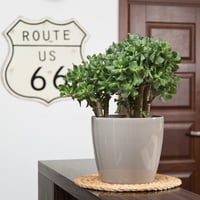 مركن ماغنوليا لماع للنباتات الداخلية بتصميم اوروبي