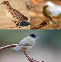 كيبل مدخل ولاعة مع USB لجهاز الطيور