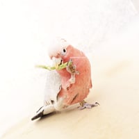 أعواد فاصوليا مجففة