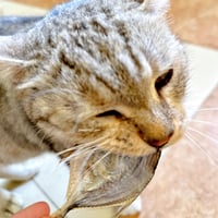 سمك بوني مجفف