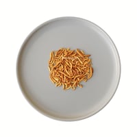 دود قبابي مجفف