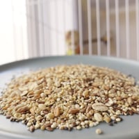 خلطة بذور عضوية