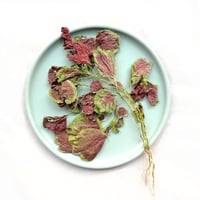 أوراق قطيفة مجففة للطيور