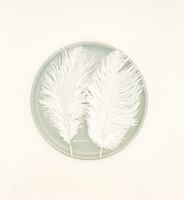 ريش طبيعي لألعاب القطط