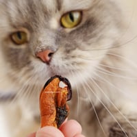 بلح بحر أسود مجفف