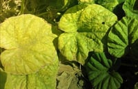 سماد عنصر الحديد