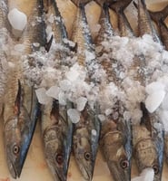 سمك كنعد طازج