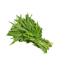 حبق 1 ربطة