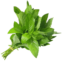 نعناع 1 ربطة