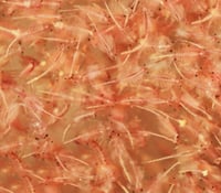 مايسس - Frozen Mysis