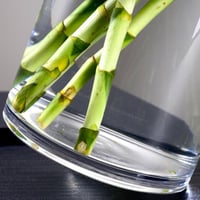 حوض زجاجي أسطواني للأسماك والتيراريوم Glass Cylind...